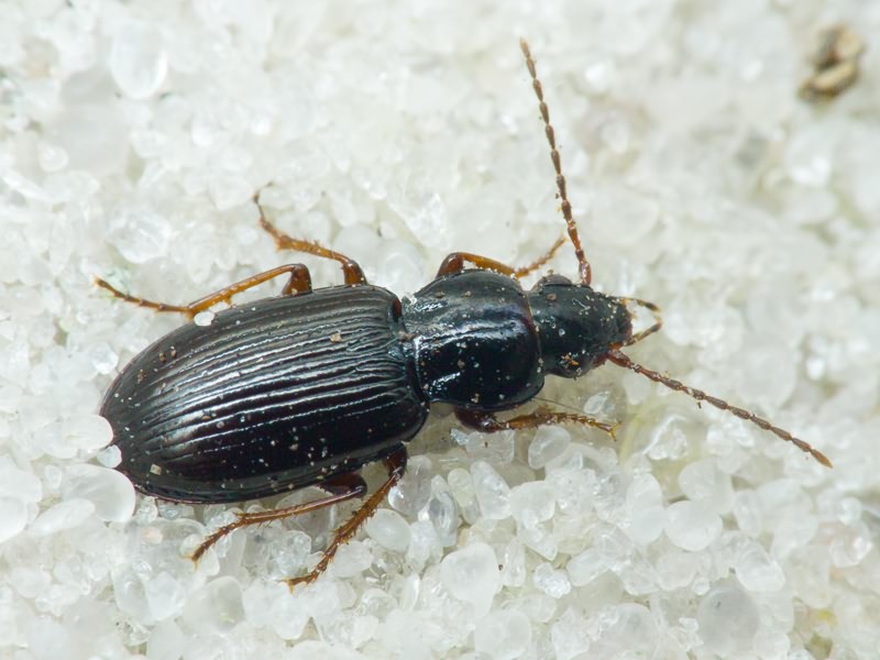 Carabidae Latreille, 1802
